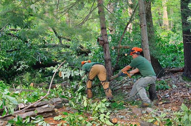 The Steps Involved in Our Tree Care Process in Winterville, NC